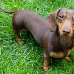 Un teckel standard pelo corto marrón y canela mira curioso desde la hierba verde.
