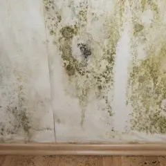 Taches de moisissure verdâtres et noires sur un mur intérieur, signe de condensation.