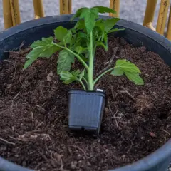 En liten tomatplanta i sin kruka står redo att planteras ut i den mörka jorden i en stor kruka. Snart blir det tomater!