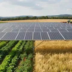 Un impianto agrivoltaico con pannelli solari sopra ortaggi e campi di grano. Un trattore lavora sullo sfondo, con pale eoliche all'orizzonte.