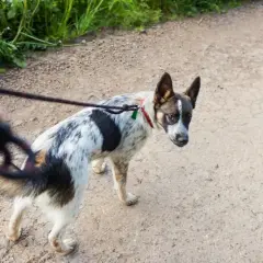 Ein Hund bellt andere Hunde an und zieht an der Leine, während er auf einem Feldweg spazieren geht.