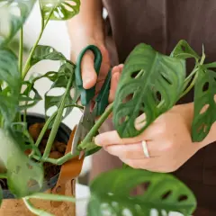 Dłonie przycinają zielone monstera pędy, tworząc nowe sadzonki.