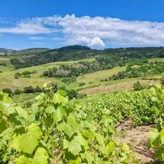 Vignoble verdoyant sous un ciel bleu et nuageux, typique de l'appellation Morgon. Les vignes en premier plan promettent un excellent millésime.