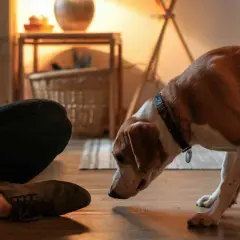 Un chien brun et blanc renifle le sol près d'une personne assise.