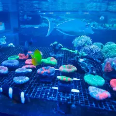 Kolorowe koralowce i ryby w akwarium, jak w Oceanarium Rzeszów. Cennik wizyty wkrótce!