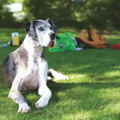 Duży pies rasy dog niemiecki leży na trawie. W tle widać torby i wodę. Czy pies może pić piwo? Absolutnie nie!