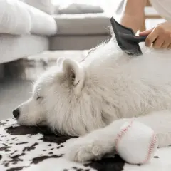 Un perro de pelo blanco duerme plácidamente mientras le cepillan el pelaje.