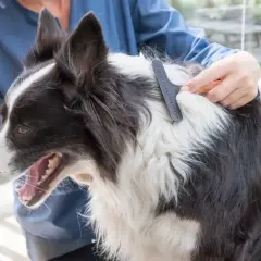 Border Collie: Sierść czy włosy? Poznaj prawdę o pielęgnacji