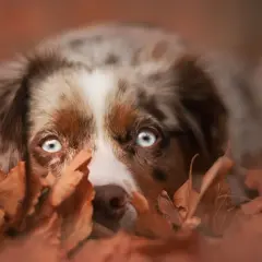 Ein Hund mit leuchtend blauen Augen versteckt sich im Herbstlaub. Er schaut neugierig hervor, als ob er gerade Eicheln sucht.