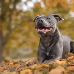 Un joyeux chien staff, au pelage gris, est couché dans des feuilles d'automne dorées.