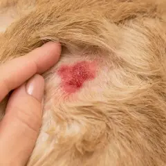 Rote, entzündete Hautstelle bei einem Hund, die auf ein Leckekzem hindeutet. Eine Hand berührt sanft das Fell.