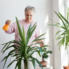 Starsza pani podlewa jukę domową, dbając o swoje zielone towarzyszki.