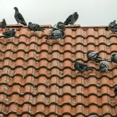 Gołębie siedzące na czerwonym, falistym dachu.