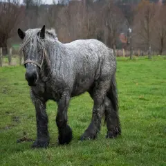 Un maestoso cavallo da tiro gigante, dal manto grigio e la criniera fluente, pascola in un prato verde.