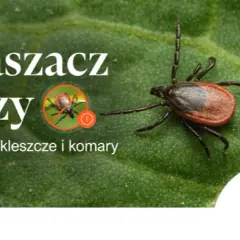 Jak zapobiec boreliozie - skuteczne metody ochrony przed kleszczami