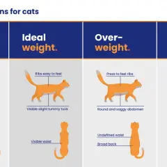Visual guide showing cat body conditions: underweight, ideal weight, overweight, and obese. Ideal weight means ribs are easy to feel, not too much or too little tummy tuck, and a visible waist.