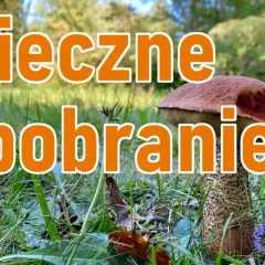 Bezpieczne grzybobranie: poradnik grzybiarza. Dwa borowiki w trawie, jeden z nich z bliska, z pomarańczowym napisem.