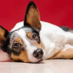 Perro con mirada triste, quizás sufriendo de pancreatitis en perros.