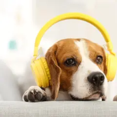 Beagle w żółtych słuchawkach słucha muzyki dla psów, leżąc na kanapie.