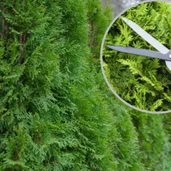 Kiedy przycinać tuje? Sekator w zbliżeniu pokazuje, jak nadać im piękny kształt.
