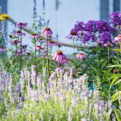 Ein blühendes Beet mit lila Sonnenhut und Lavendel, ein Traum aus sommerstauden winterhart.