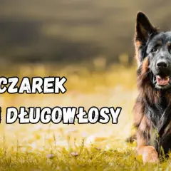Jak wytresować owczarka niemieckiego i uniknąć najczęstszych błędów
