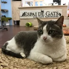 Un gatto grigio e bianco riposa su un cuscino intrecciato nel felina club barcellona, "Espai de Gats".