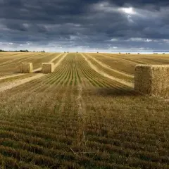 Czynsz dzierżawny co to jest i jak wpływa na umowy dzierżawy