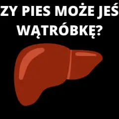 Czy surowa wątróbka jest bezpieczna dla psa? Korzyści, zagrożenia i porady