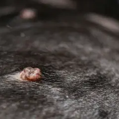 Gros plan sur des verrues sur la peau d'un chien. Ces photos de verrues de chien montrent des excroissances cutanées.