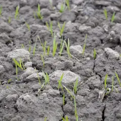 Młode źdźbła pszenicy jarej wyrastają z wilgotnej ziemi. Idealny termin siewu zapewnia im dobry start.