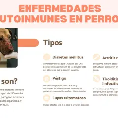Un perro con lesiones faciales, indicativo de una enfermedad autoinmune en perros. La imagen detalla tipos como diabetes, pénfigo y artritis.