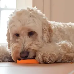 Un perro lanudo y blanco descansa en el suelo, mordisqueando una zanahoria. ¡Qué rico!