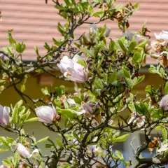 Kiedy odkryć magnolie? Kluczowe wskazówki na wiosnę dla zdrowych roślin