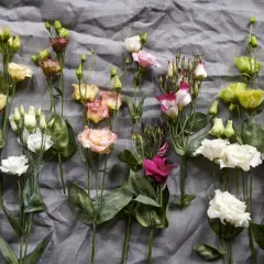 Un bouquet de lisianthus aux couleurs variées, symbolisant l'appréciation et la gratitude.