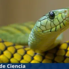 Primer plano de una serpiente verde y amarilla. Aunque las serpientes son sordas, sienten vibraciones.