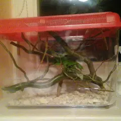 Przezroczyste terrarium z gałęziami i zielonymi liśćmi, na wierzchu czerwona pokrywa. Obok butelka z atomizerem.