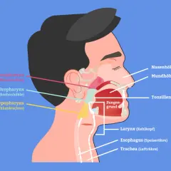 Anatomie des Kopf-Hals-Bereichs. Zeigt Larynx (Kehlkopf), Rachen und andere Strukturen. Frühzeitige Erkennung von Kehlkopfkrebs Symptomen ist wichtig.