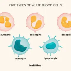 Pięć typów wbc: neutrofil, eozynofil, bazofil, monocyt i limfocyt.