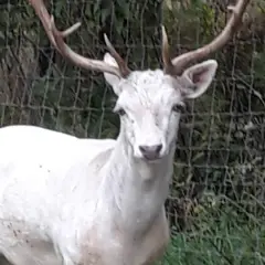 Biały daniel z porożem w parku czarnego daniela, wygląda jak śnieżny duch wśród zieleni.