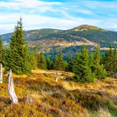 Jesienne barwy na zboczach gór Karkonoszy, wśród iglastych drzew i uschniętych pni.