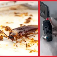 Skuteczne metody na wytępienie prusaków w bloku bez bólu głowy