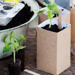 Små tomatplantor redo att planteras om i bruna papperskrukor. Jord och plastbrickor syns i bakgrunden.