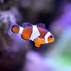 Pomarańczowo-biały narybek gupika pływa w akwarium, otoczony fioletowymi i zielonymi odcieniami.