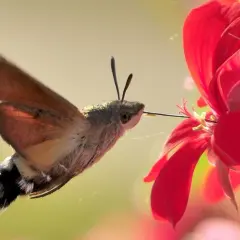 Ein Kolibri-Insekt saugt Nektar aus einer roten Blüte.