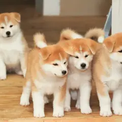 Akita Inu: Jak wybrać hodowlę i poznać prawdę o rasie?
