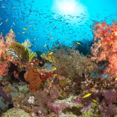 Tętniąca życiem rafa koralowa Australia, pełna kolorowych ryb i miękkich koralowców, pod błękitnym niebem oceanu.