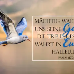 Möwe fliegt vor warmem Himmel. Text: "Mächtig waltet über uns seine Güte, und die Treue des Herrn währt in Ewigkeit. Halleluja. Psalm 117.2