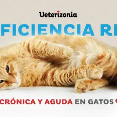Gato naranja con insuficiencia renal crónica y aguda. Reflexión sobre cuándo sacrificar a un gato con insuficiencia renal.