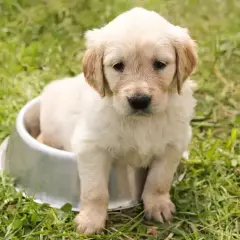 Waga szczeniaka Golden Retriever: Tabela i zdrowy rozwój